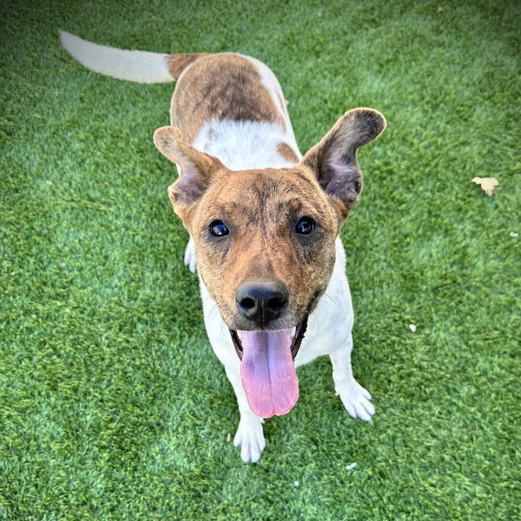 Lucy Lu Lu, Adoptable, Young Female Mixed Breed.