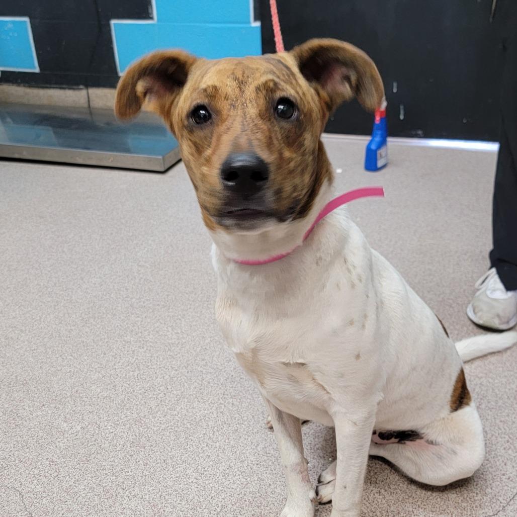 Enlarge Lucy Lu Lu, a Adoptable Mixed Breed in Ardmore, OK image 2/3