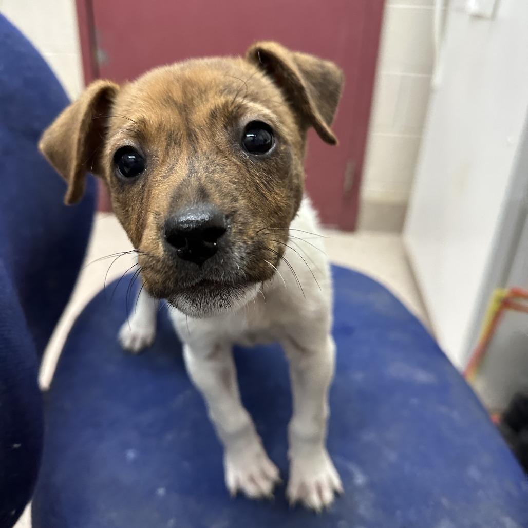 Enlarge Lucy Lu Lu, a Adoptable Mixed Breed in Ardmore, OK image 3/3
