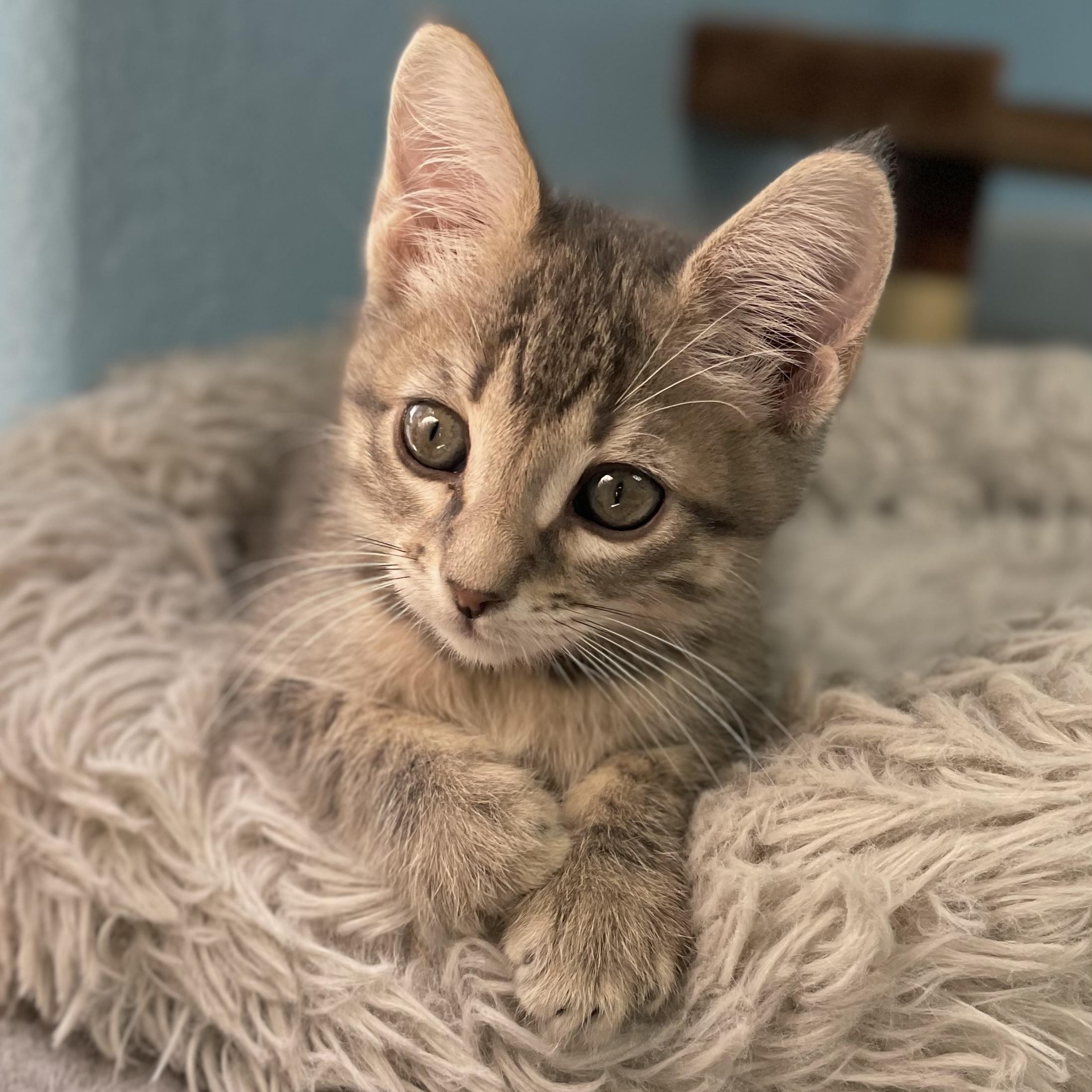 Enlarge Uncle Henry, a ADOPTABLE mixed breed in Hollister, CA image 3/6