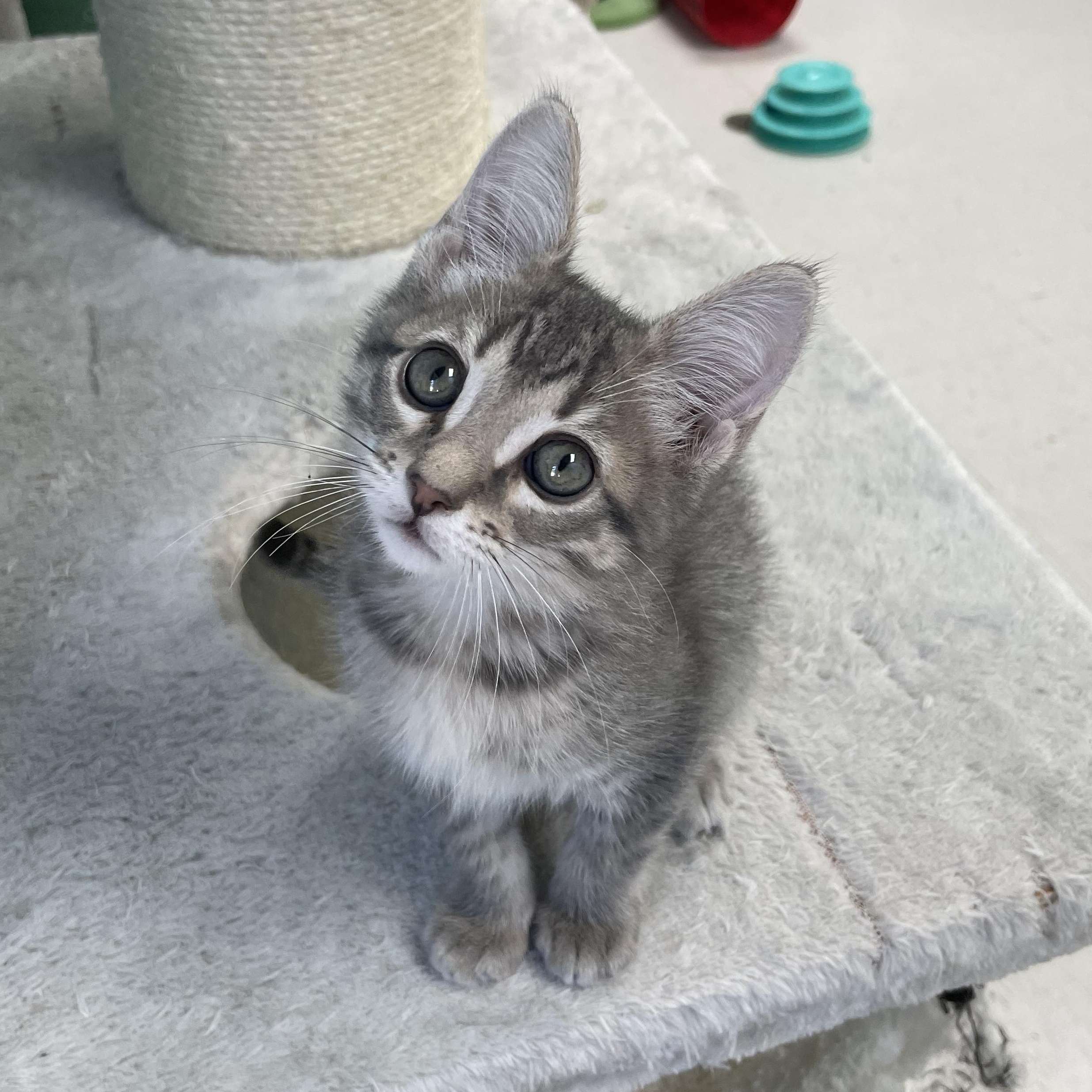 Enlarge Uncle Henry, a ADOPTABLE mixed breed in Hollister, CA image 6/6