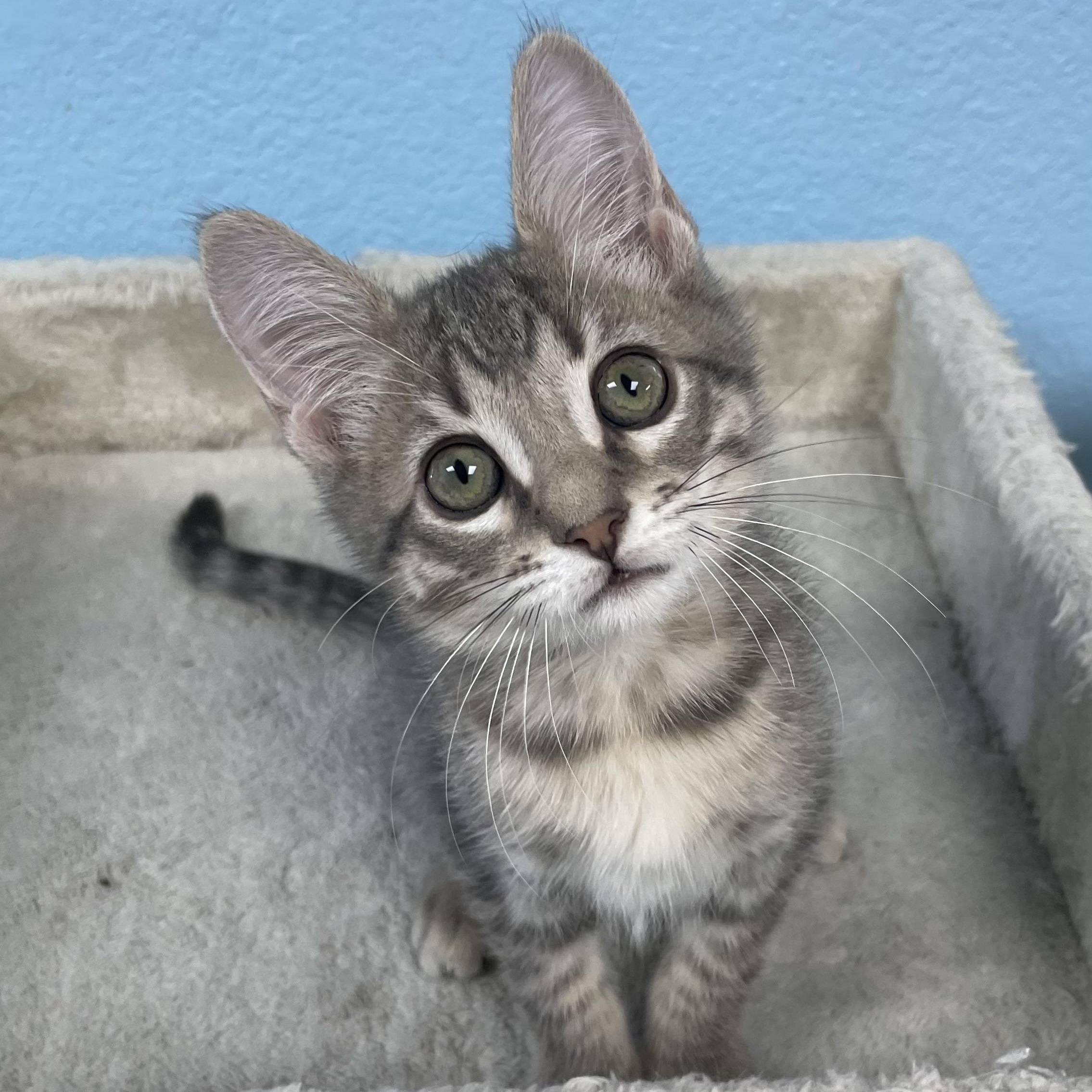 Enlarge Uncle Henry, a ADOPTABLE mixed breed in Hollister, CA image 2/6