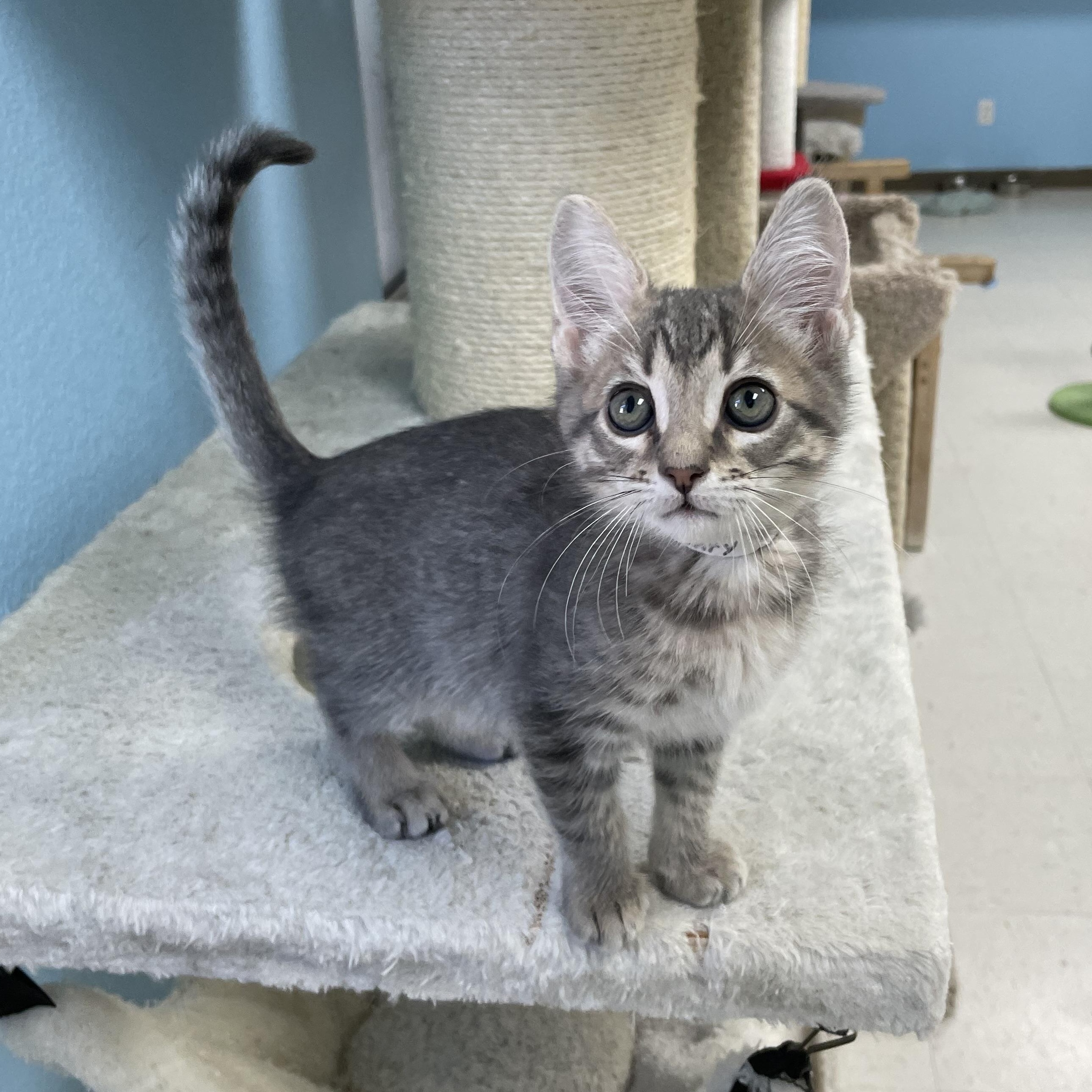 Enlarge Uncle Henry, a ADOPTABLE mixed breed in Hollister, CA image 5/6