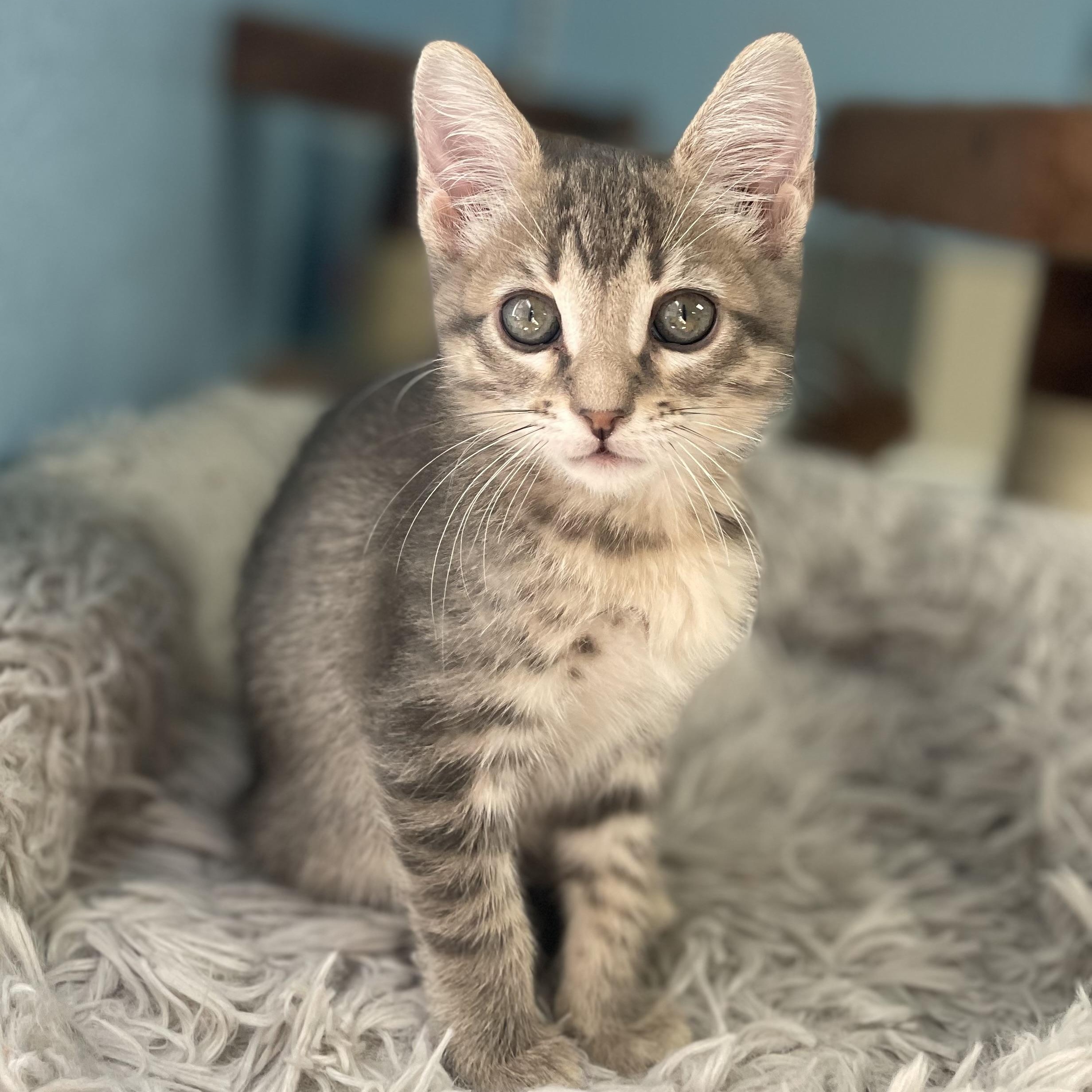 Uncle Henry, ADOPTABLE, Kitten Male Domestic Short Hair.