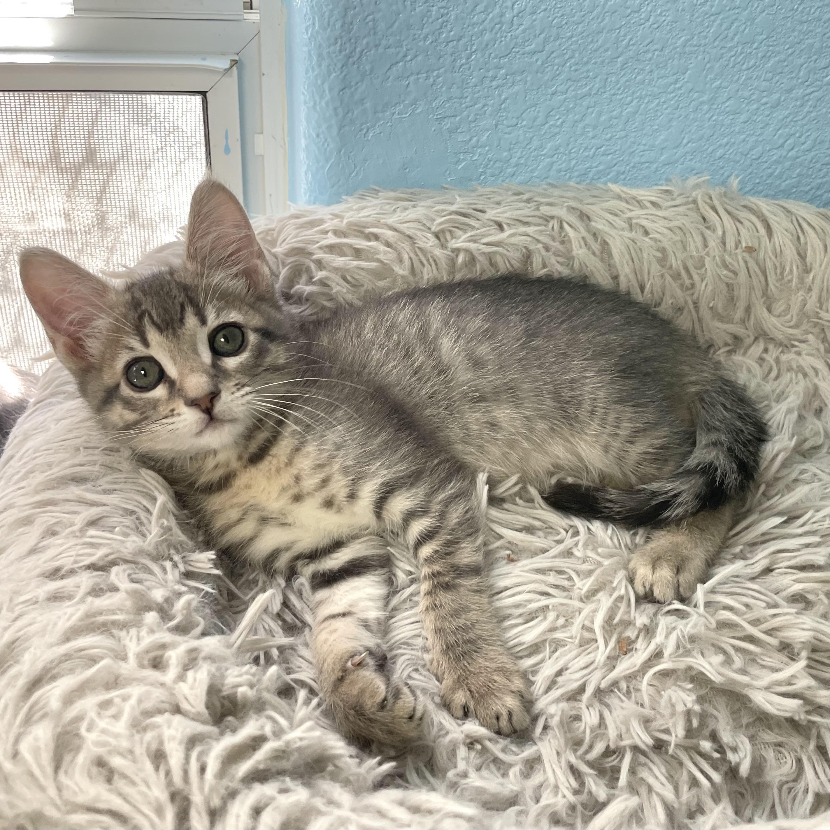 Enlarge Uncle Henry, a ADOPTABLE mixed breed in Hollister, CA image 4/6