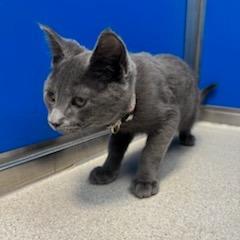 Enlarge Oliver, a Adoptable Domestic Short Hair in East Smithfield , PA image 1/6