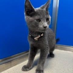 Enlarge Oliver, a Adoptable Domestic Short Hair in East Smithfield , PA image 2/6