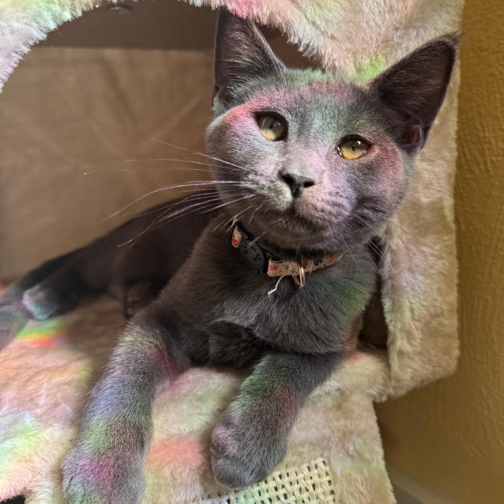 Enlarge Oliver, a Adoptable Domestic Short Hair in East Smithfield , PA image 4/6