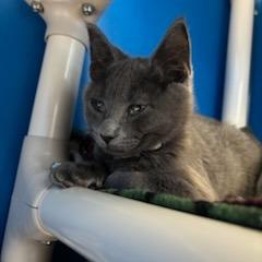 Enlarge Oliver, a Adoptable Domestic Short Hair in East Smithfield , PA image 5/6