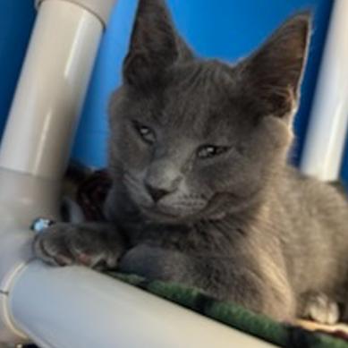 Enlarge Oliver, a Adoptable Domestic Short Hair in East Smithfield , PA image 6/6