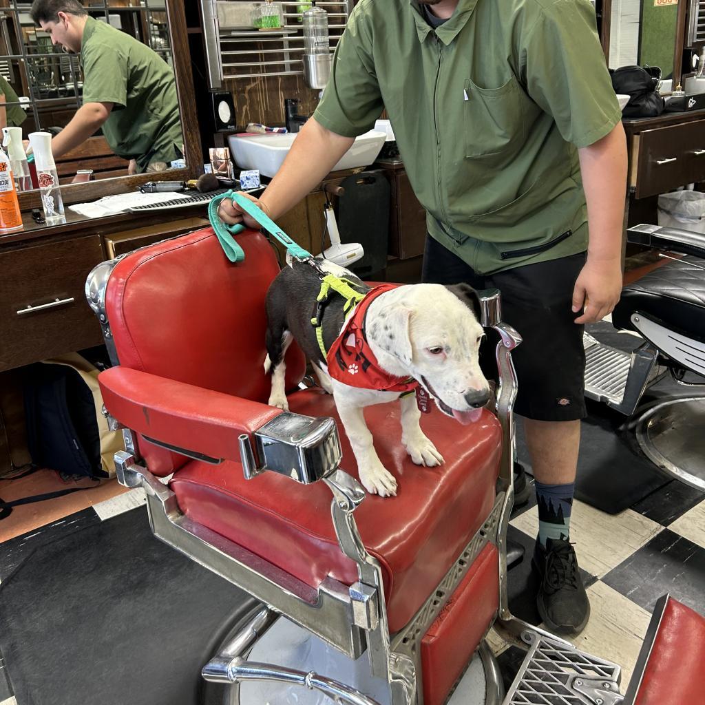 Enlarge Black Jack, a Adoptable mixed breed in Long Beach, CA image 1/5