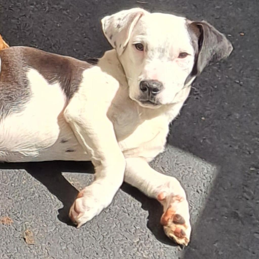 Enlarge Black Jack, a Adoptable mixed breed in Long Beach, CA image 2/5