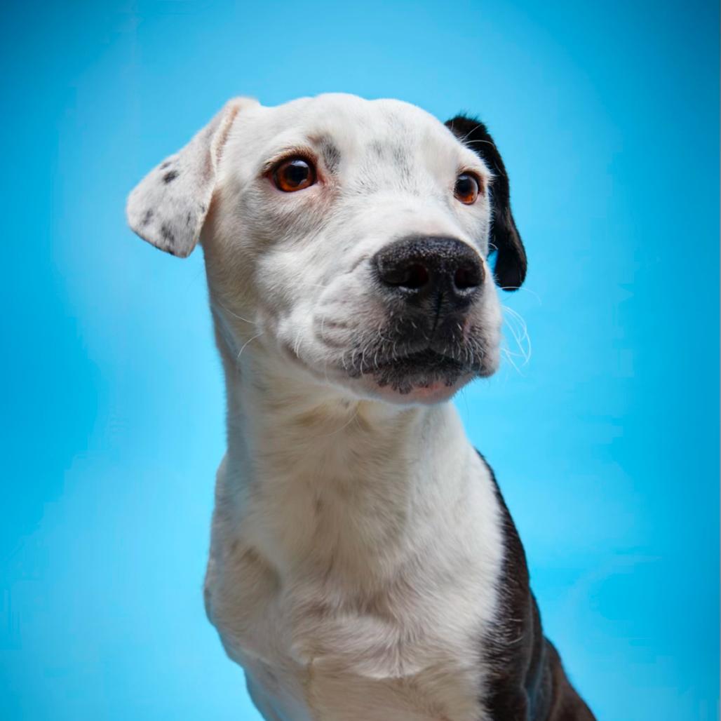 Enlarge Black Jack, a Adoptable mixed breed in Long Beach, CA image 3/5