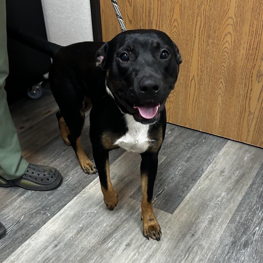 Enlarge Rock, a Adoptable Mixed Breed in Pensacola, FL image 1/3