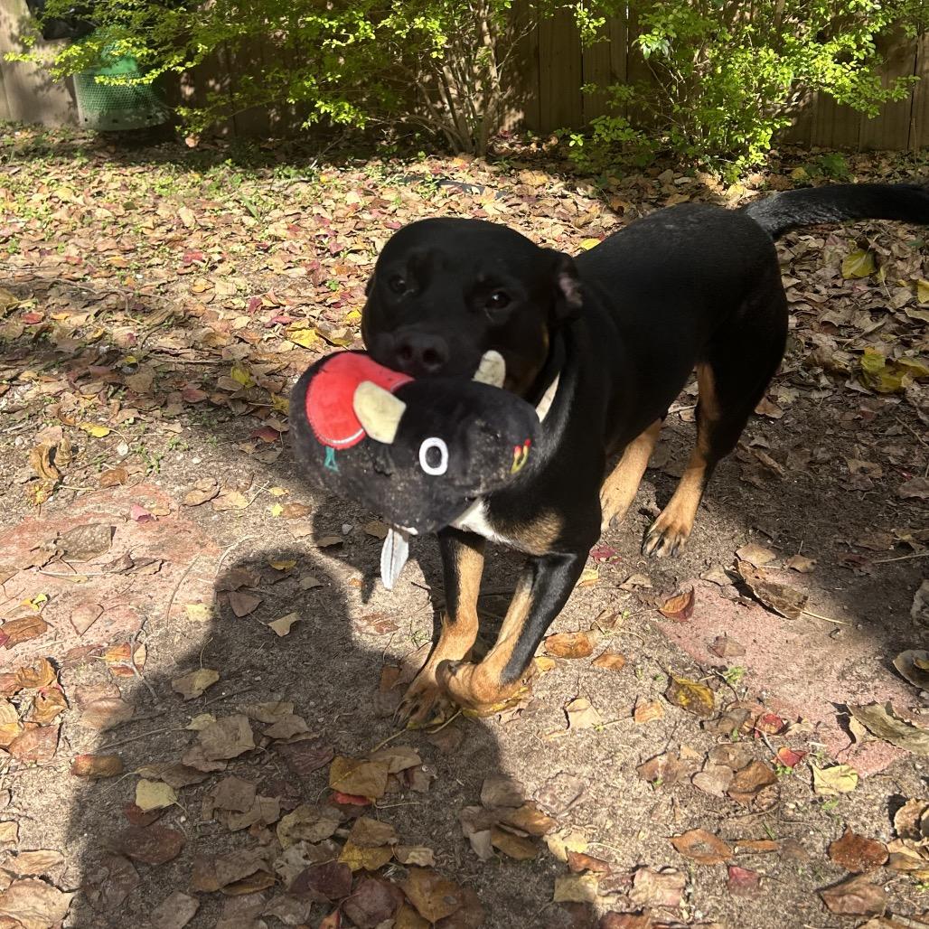 Enlarge Rock, a Adoptable Mixed Breed in Pensacola, FL image 2/3