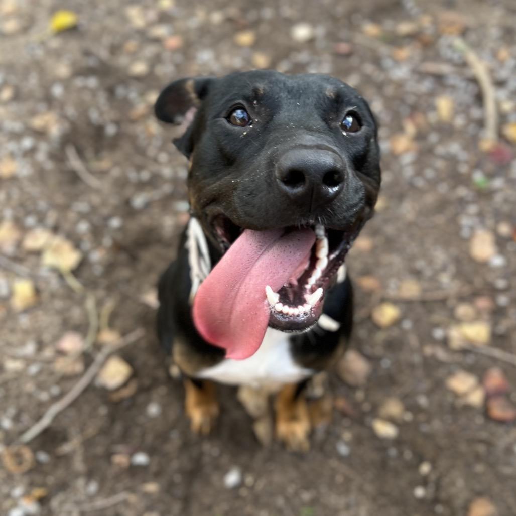 Enlarge Rock, a Adoptable Mixed Breed in Pensacola, FL image 3/3