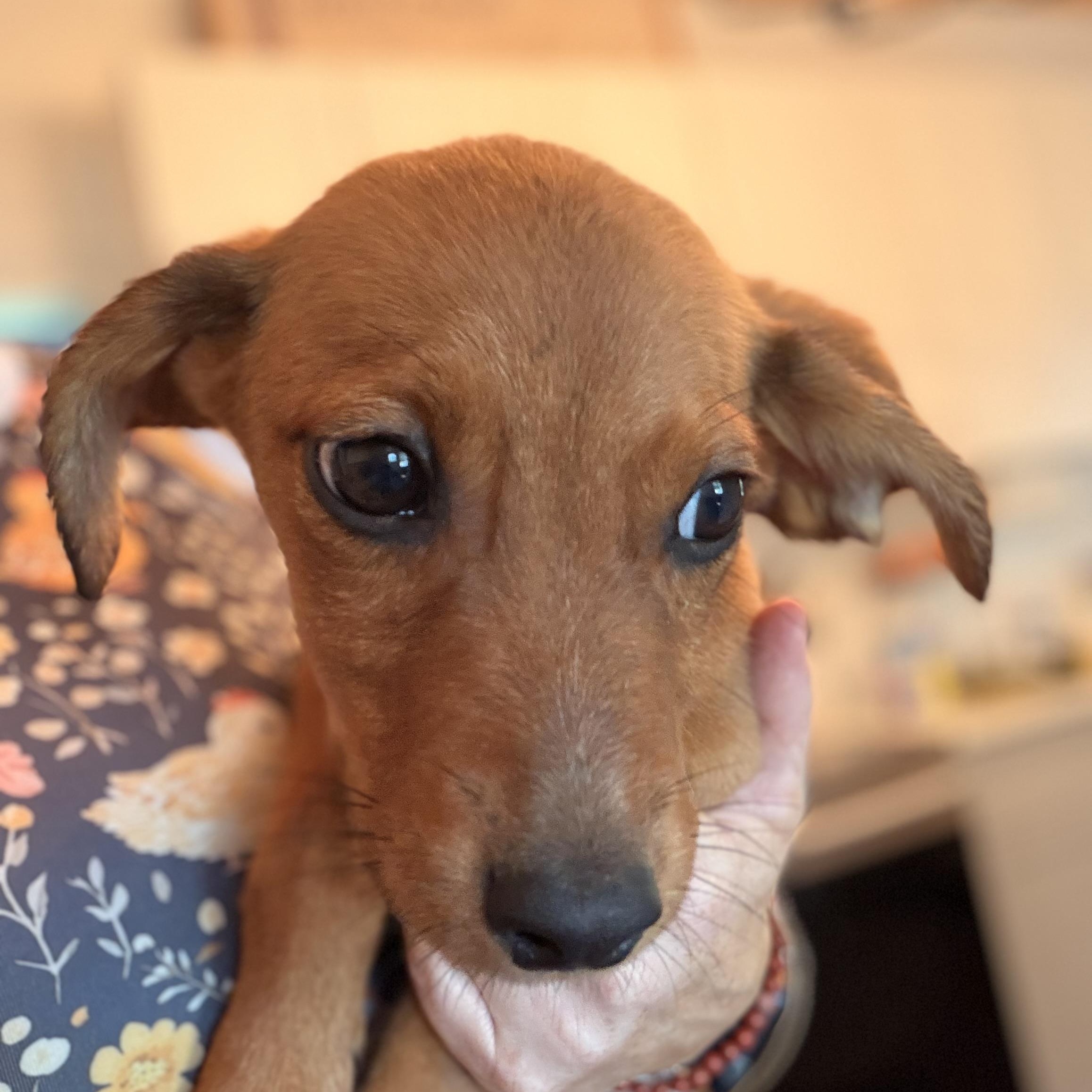 Enlarge Kora, a Adoptable mixed breed in Romeoville , IL image 3/5