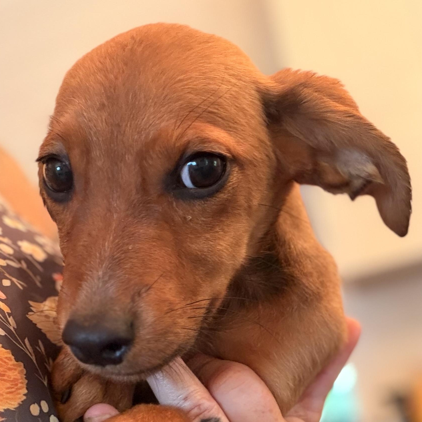 Enlarge Kora, a Adoptable mixed breed in Romeoville , IL image 5/5