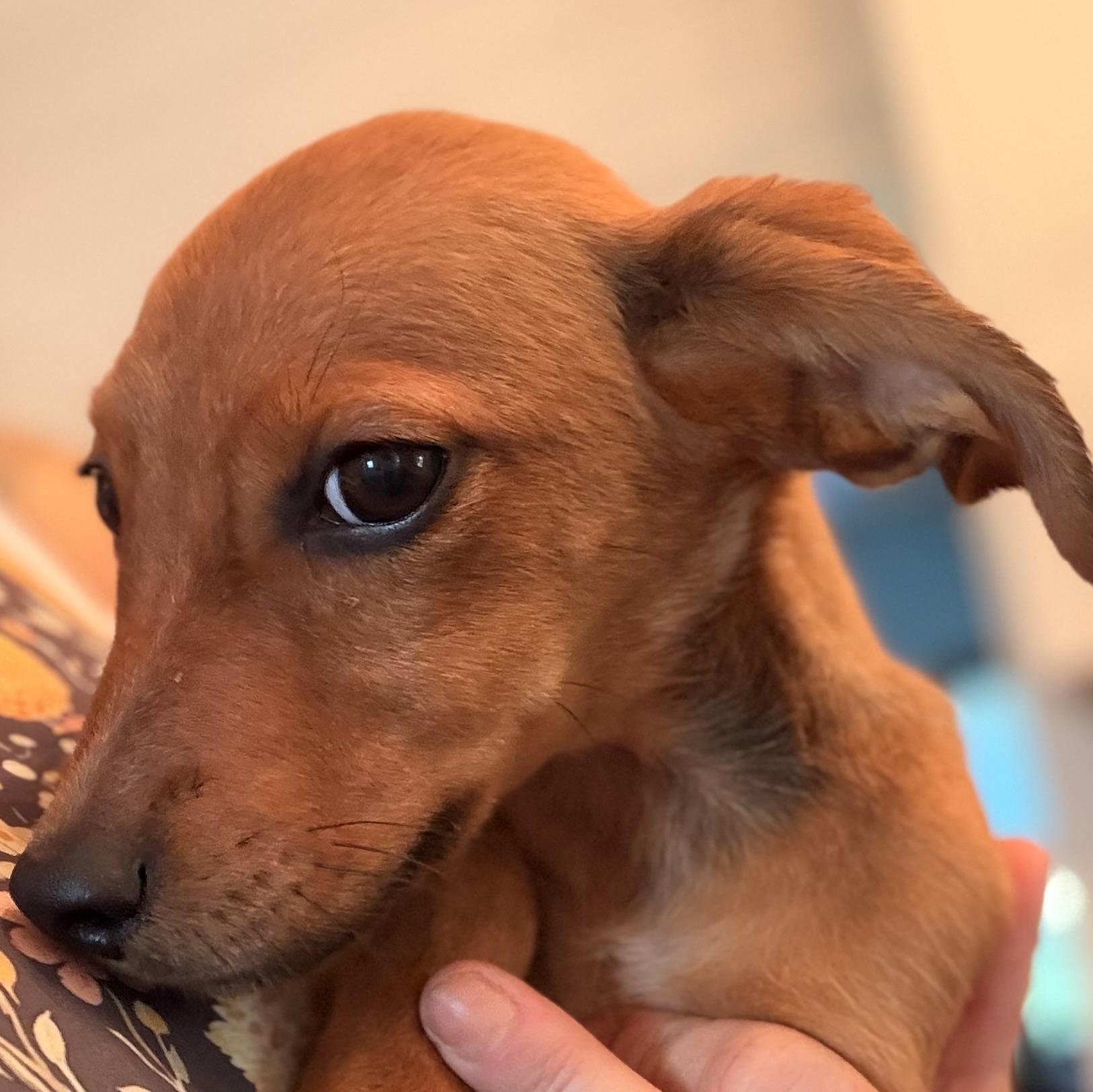 Enlarge Kora, a Adoptable mixed breed in Romeoville , IL image 2/5