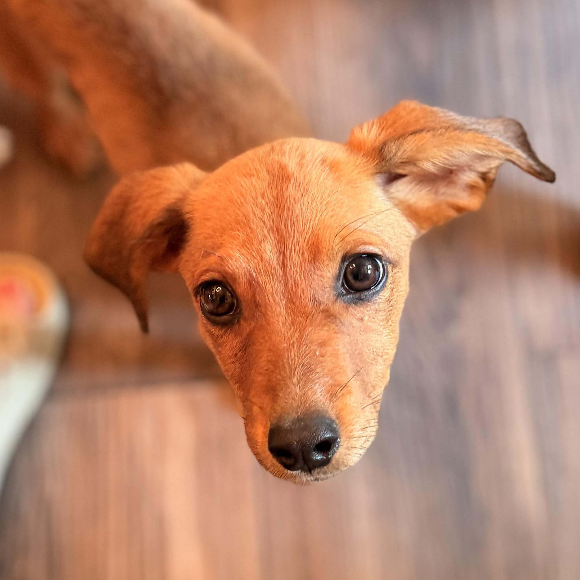 Kora, Adoptable, Puppy Female Bluetick Coonhound.