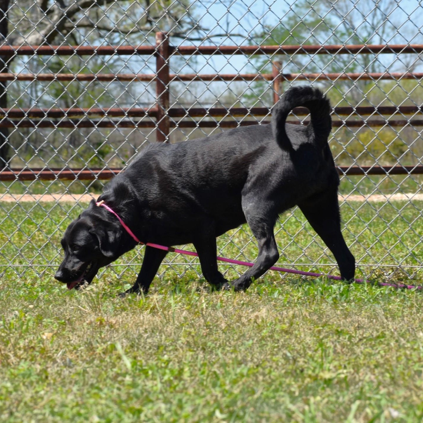 Linnie, a Adoptable Labrador Retriever in Rochester, NY image 6/6