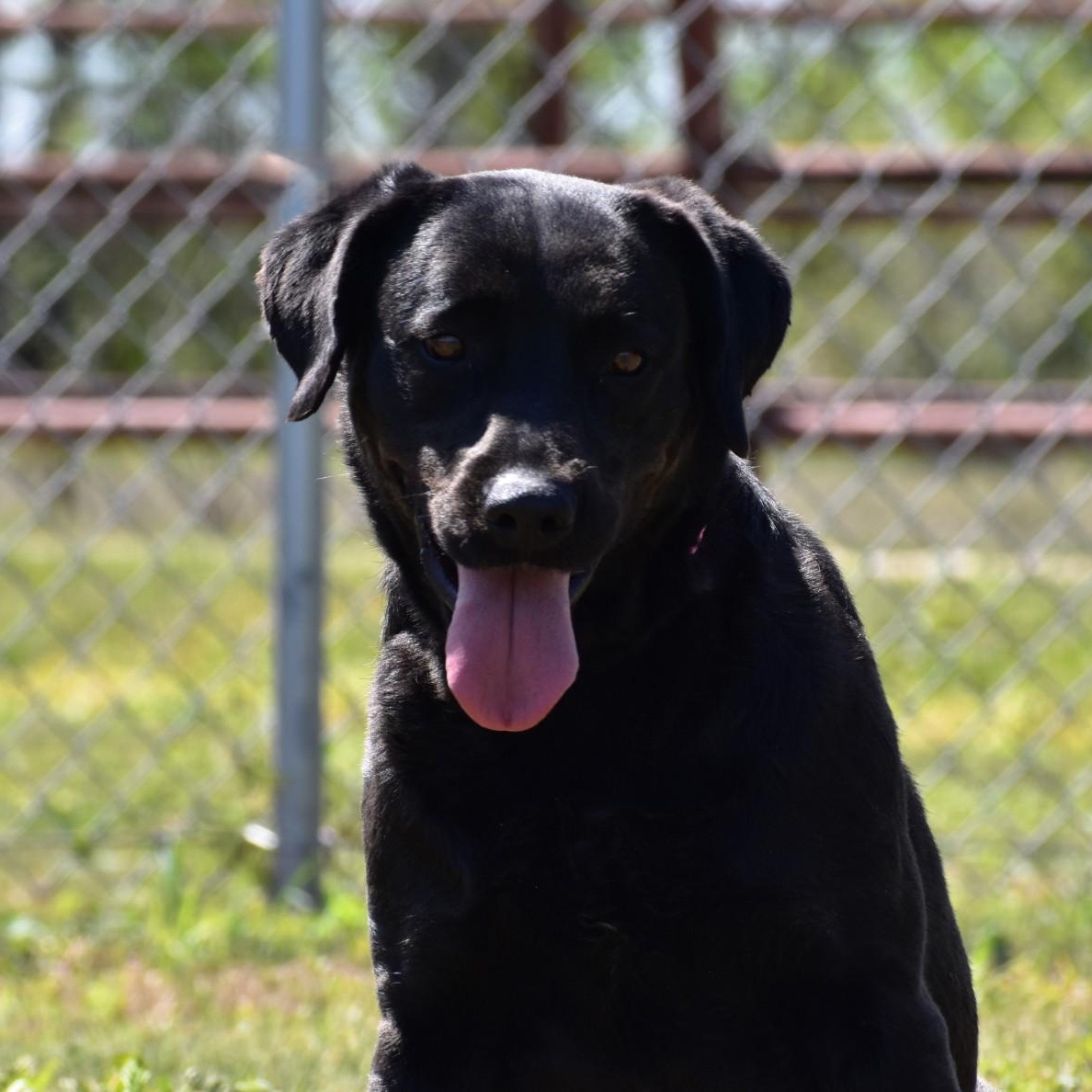 Linnie, Adoptable, Adult Female Labrador Retriever.