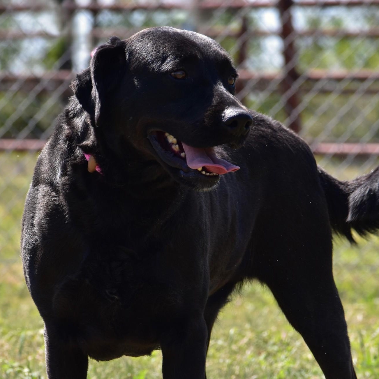 Linnie, a Adoptable Labrador Retriever in Rochester, NY image 4/6