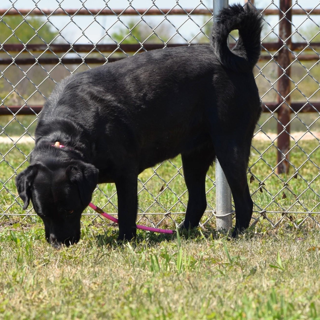Linnie, a Adoptable Labrador Retriever in Rochester, NY image 5/6