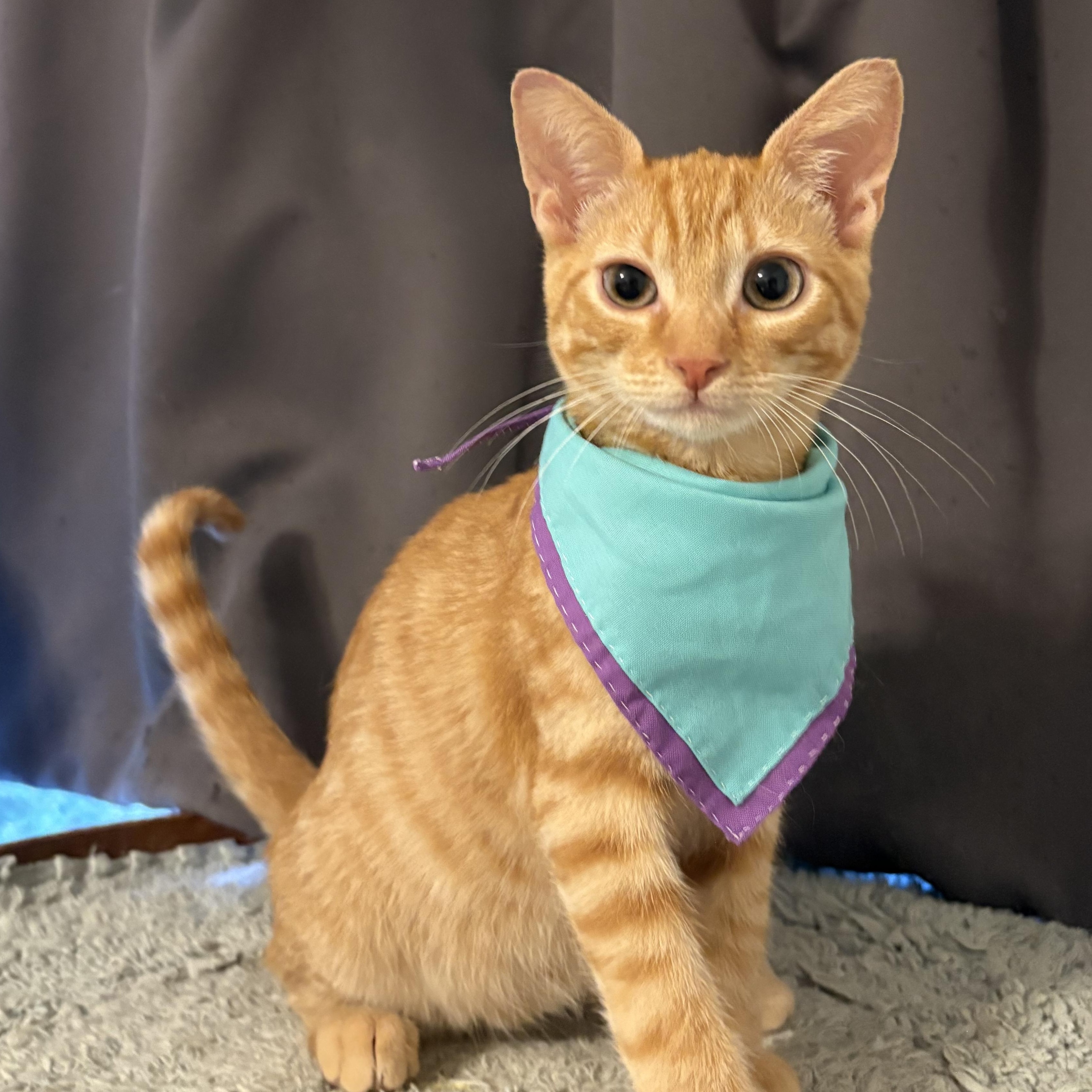 Enlarge Catuccino, a Adoptable Domestic Short Hair in La Canada, CA image 2/3
