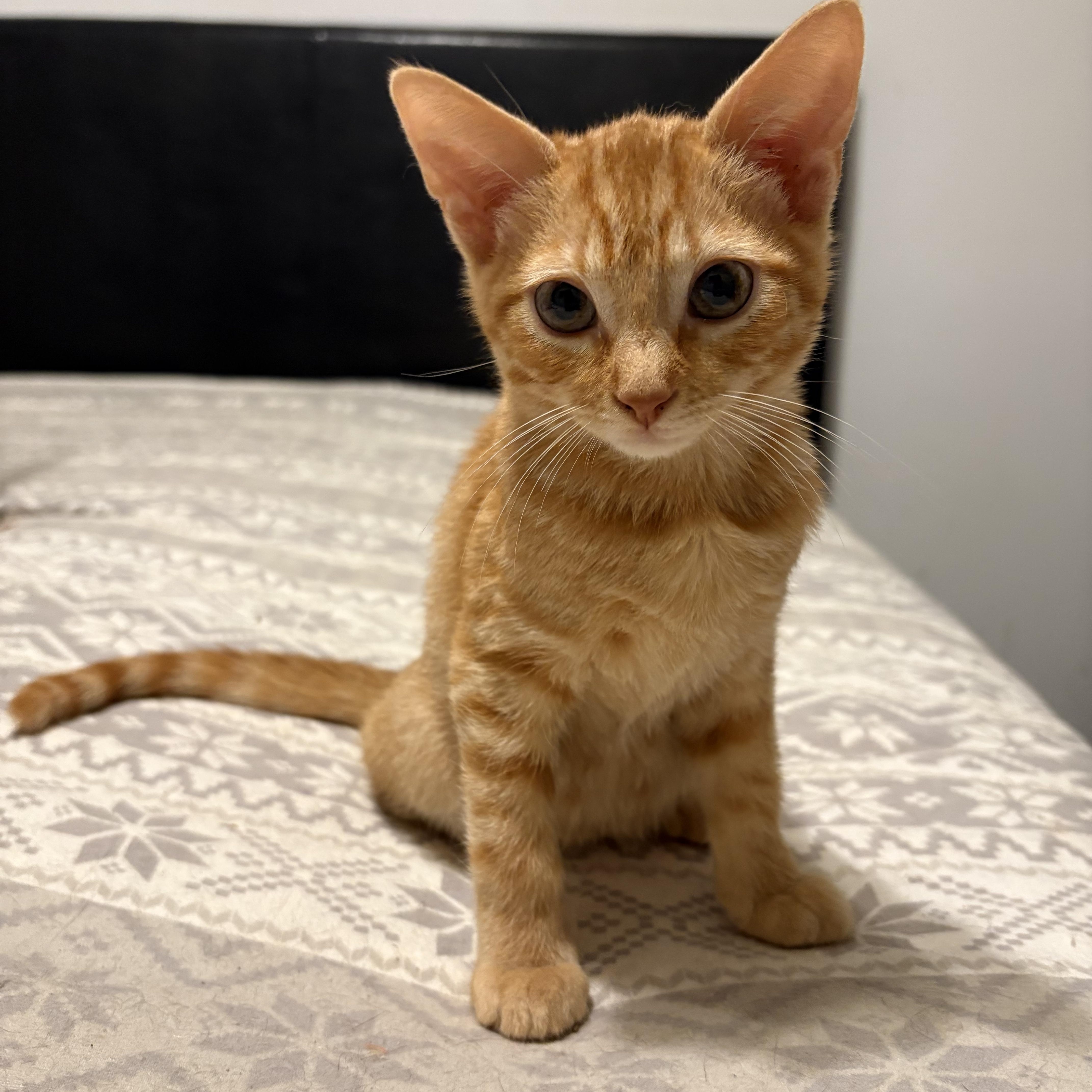 Enlarge Catuccino, a Adoptable Domestic Short Hair in La Canada, CA image 1/3
