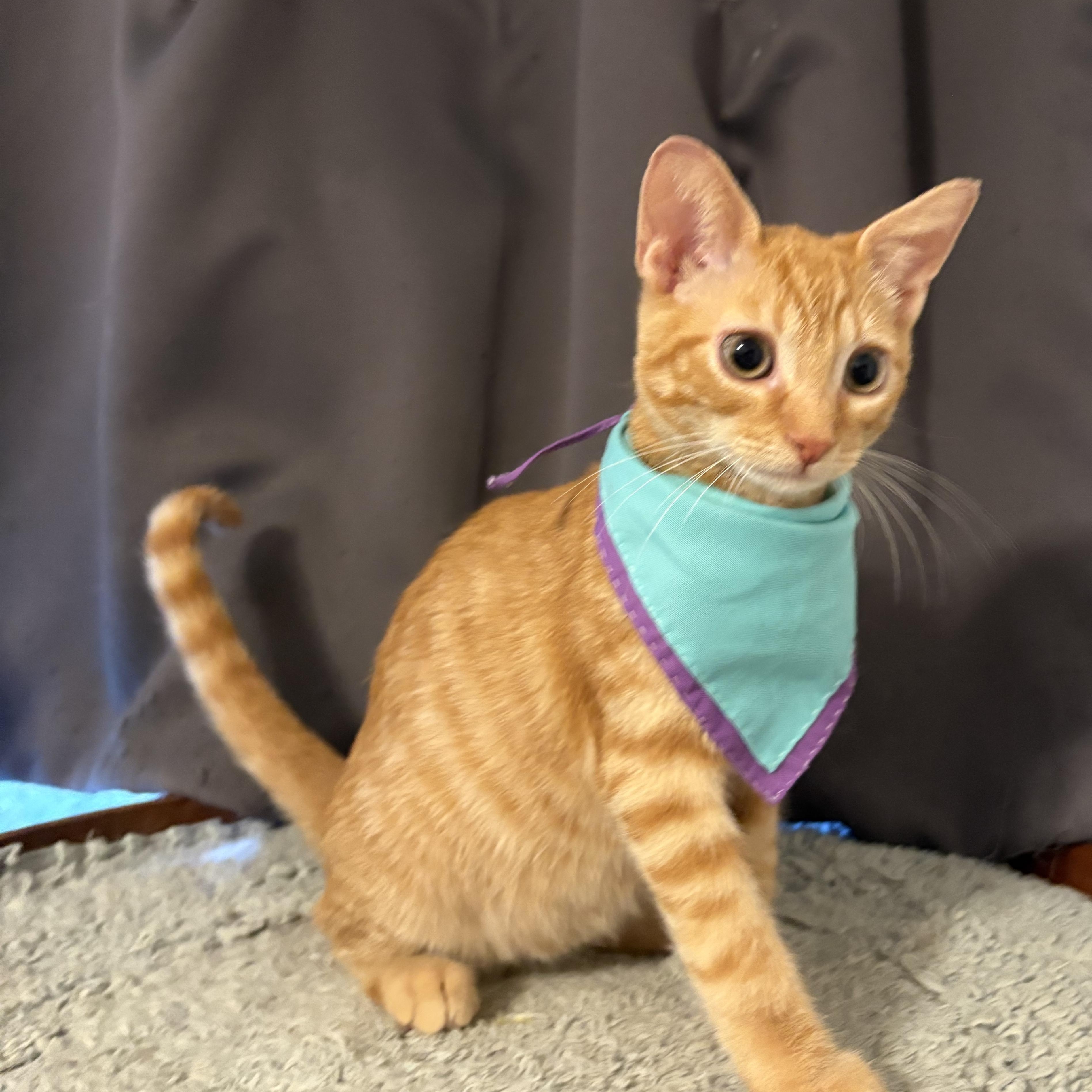 Enlarge Catuccino, a Adoptable Domestic Short Hair in La Canada, CA image 3/3