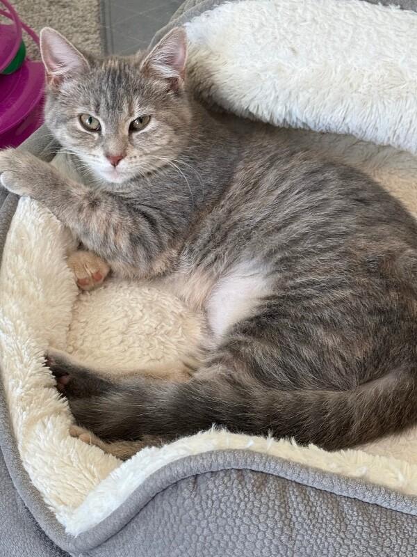 Frost — thumbnail 2