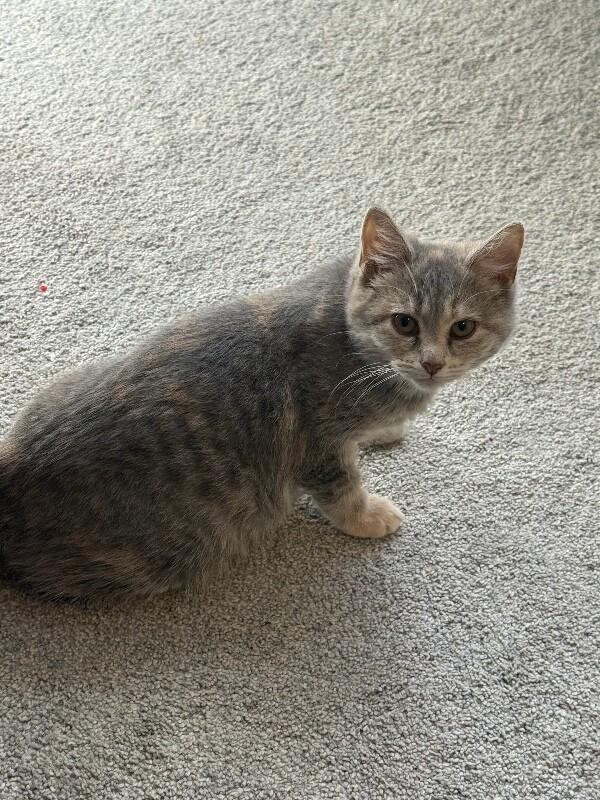 Frost — thumbnail 3