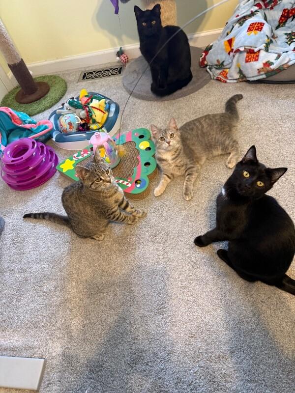 Frost — thumbnail 4