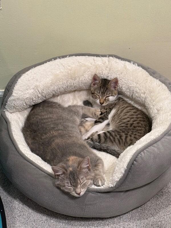 Frost — thumbnail 5