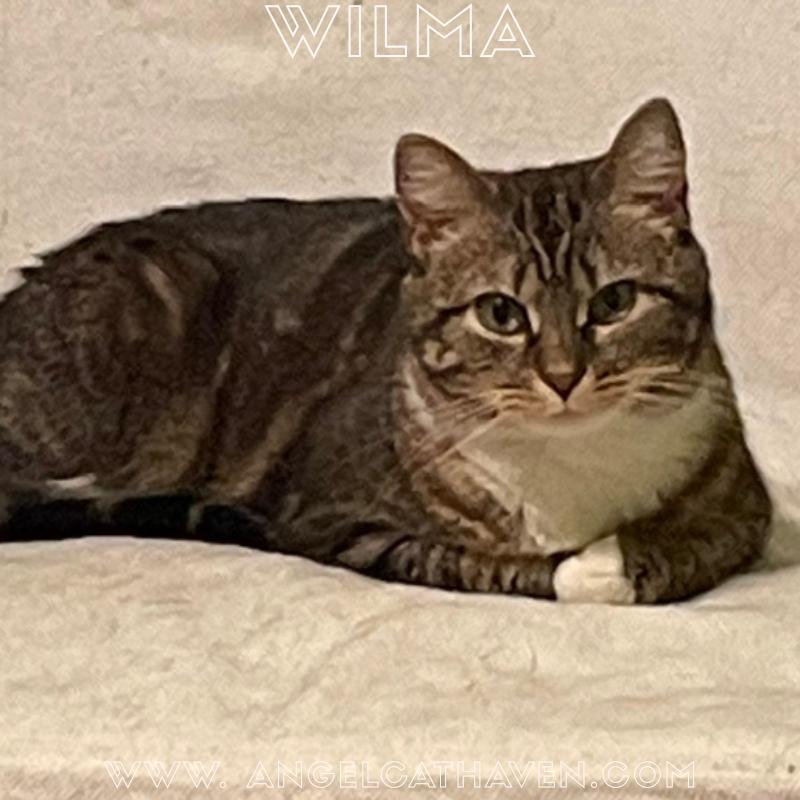 Enlarge Wilma, a ADOPTABLE Domestic Short Hair in Plainville, MA image 1/1