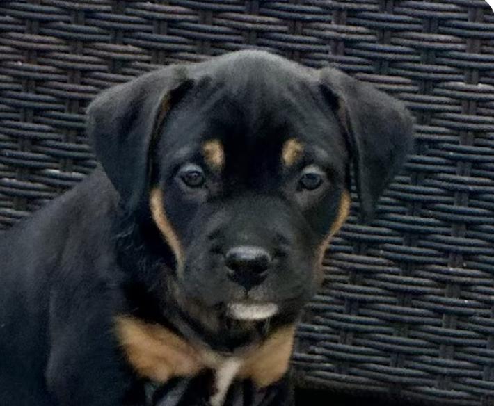 Honey, Adopted, Puppy Female Rottweiler & Terrier.