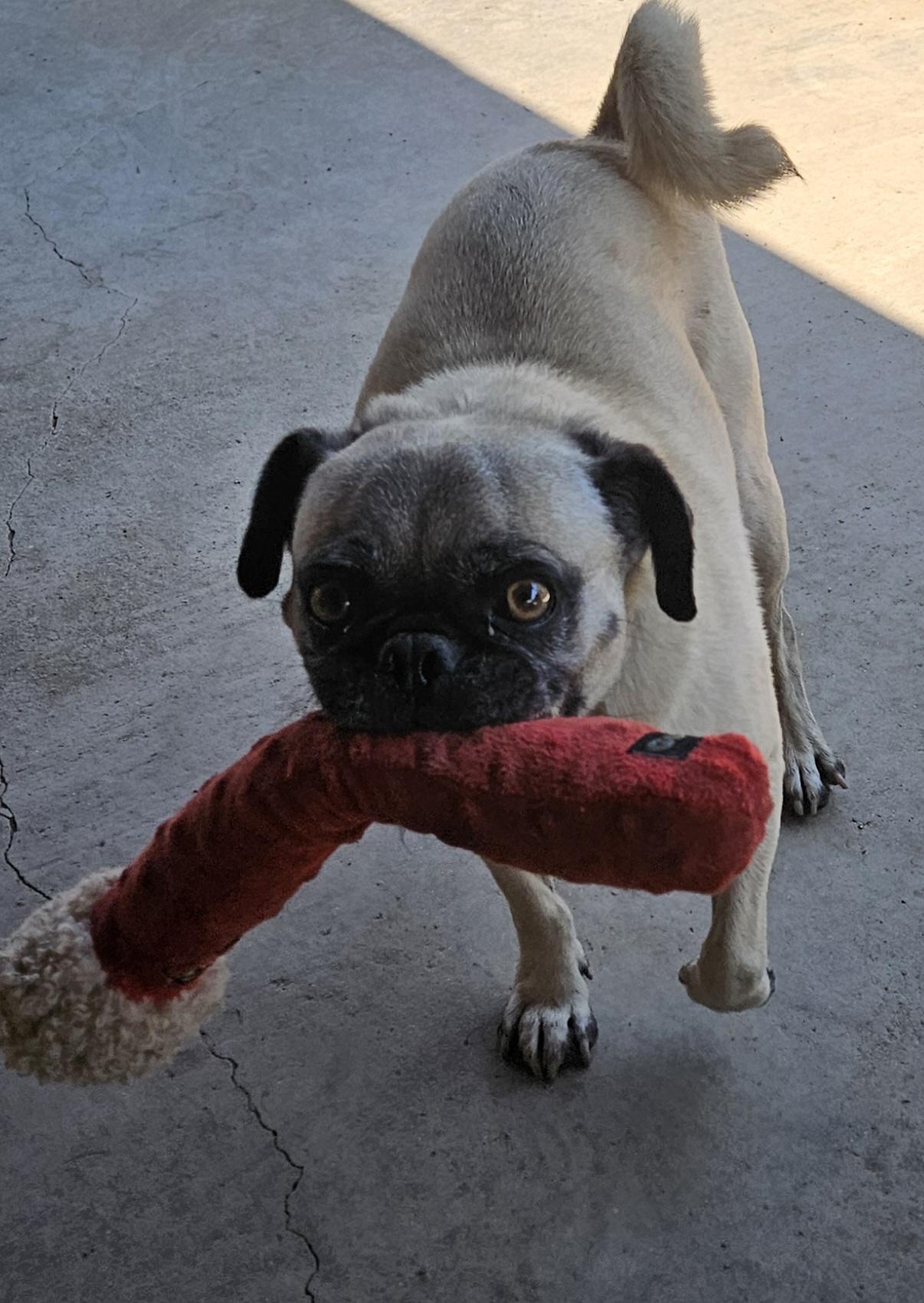 Enlarge Buddy, a Adoptable Pug in Moreno Valley, CA image 1/6