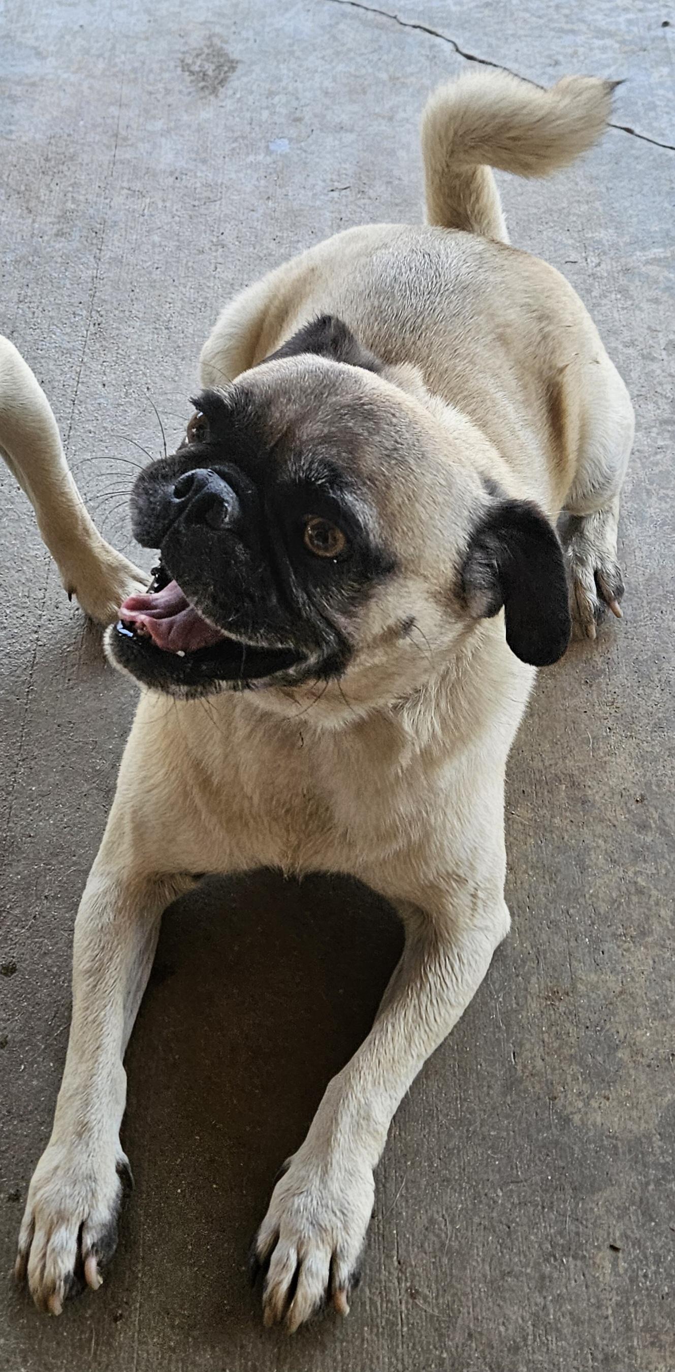 Enlarge Buddy, a Adoptable Pug in Moreno Valley, CA image 2/6
