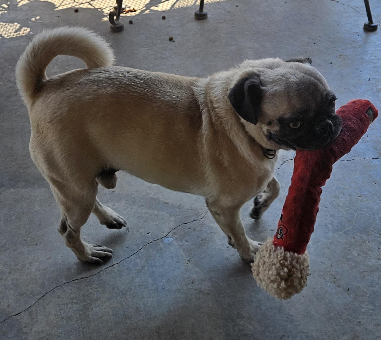 Buddy, Adoptable, Adult Male Pug.