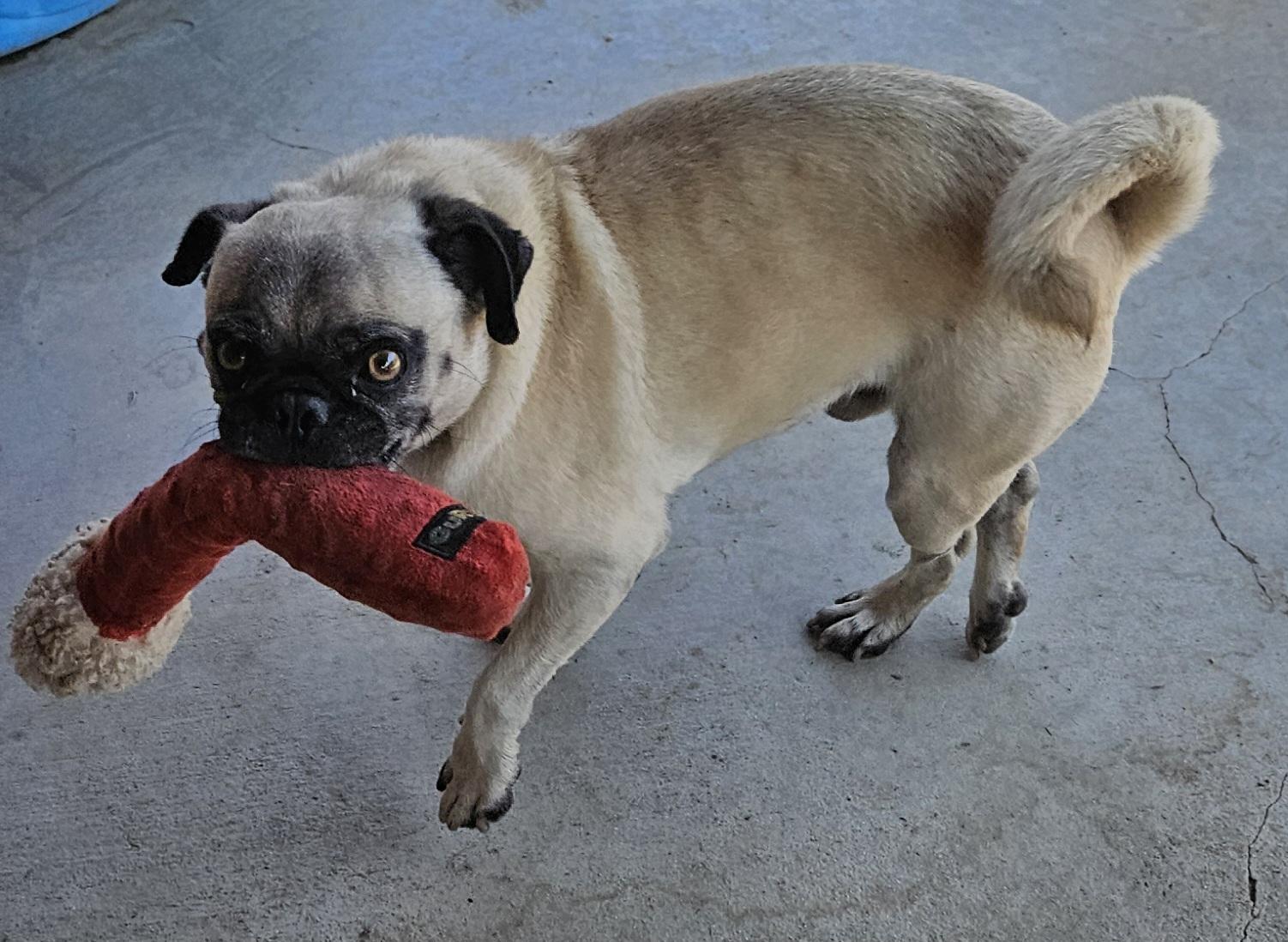 Enlarge Buddy, a Adoptable Pug in Moreno Valley, CA image 4/6
