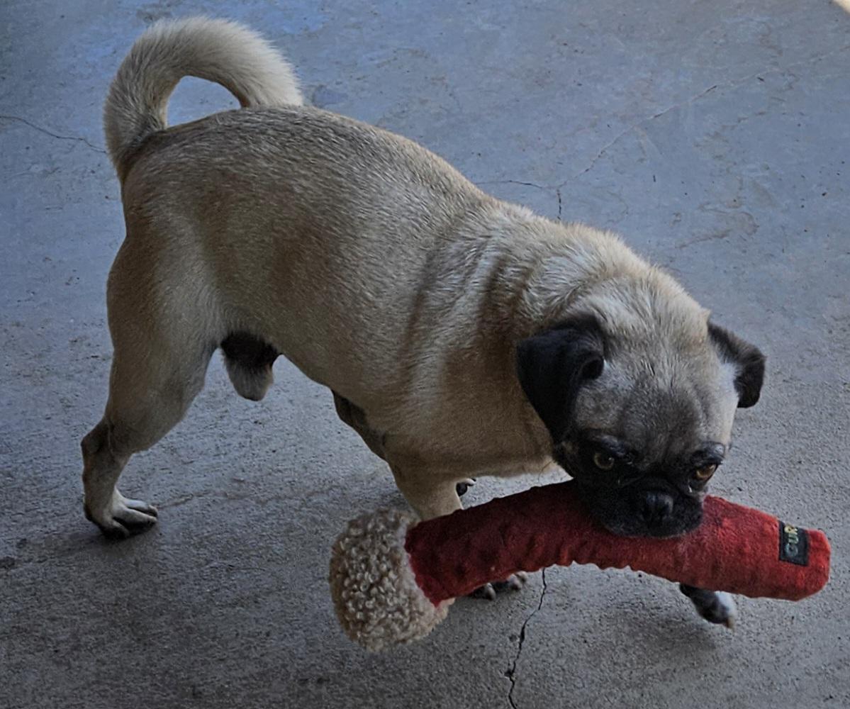 Enlarge Buddy, a Adoptable Pug in Moreno Valley, CA image 5/6