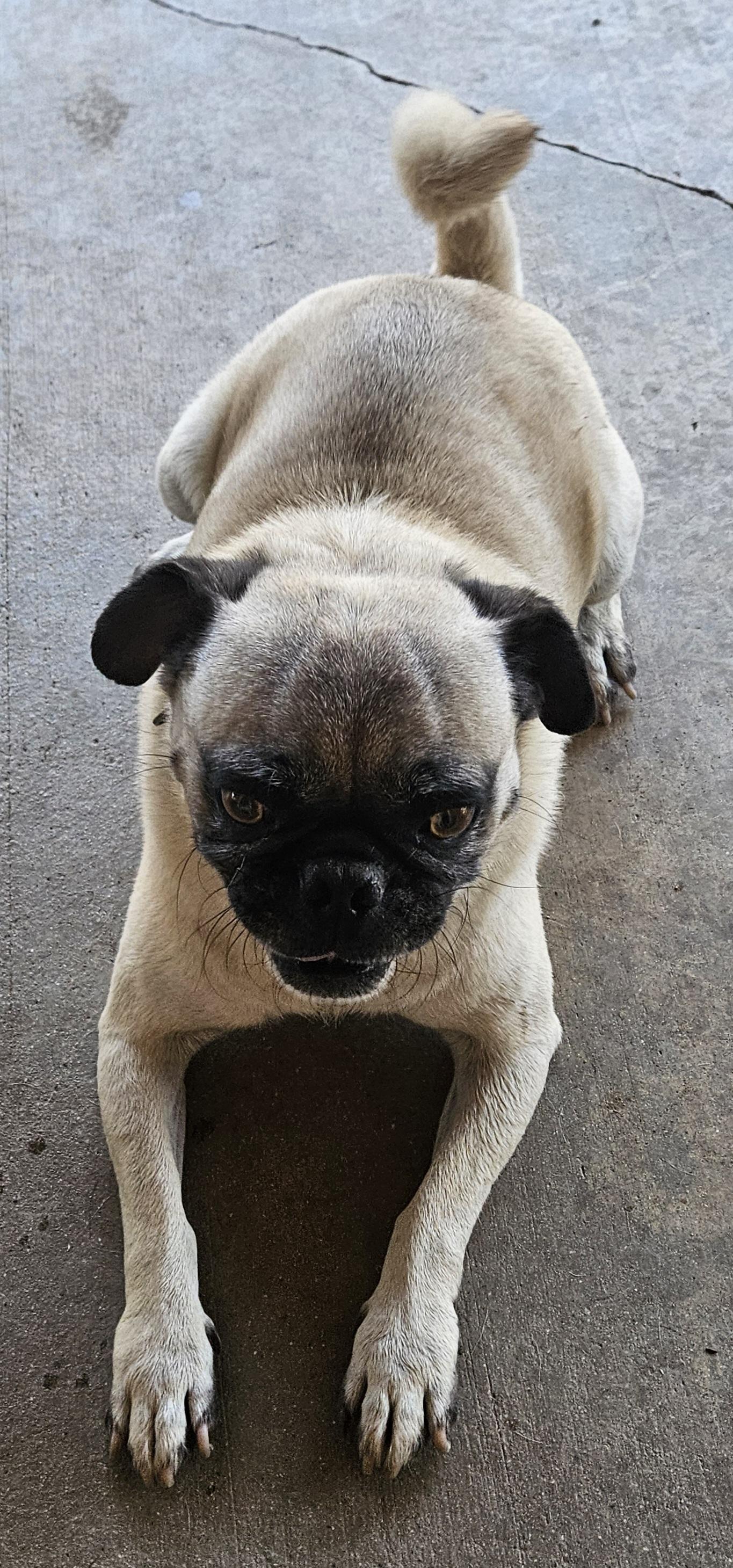 Enlarge Buddy, a Adoptable Pug in Moreno Valley, CA image 6/6