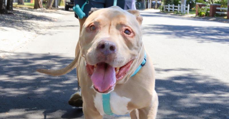 KIERAN, Adoptable, Senior Male Pit Bull Terrier.