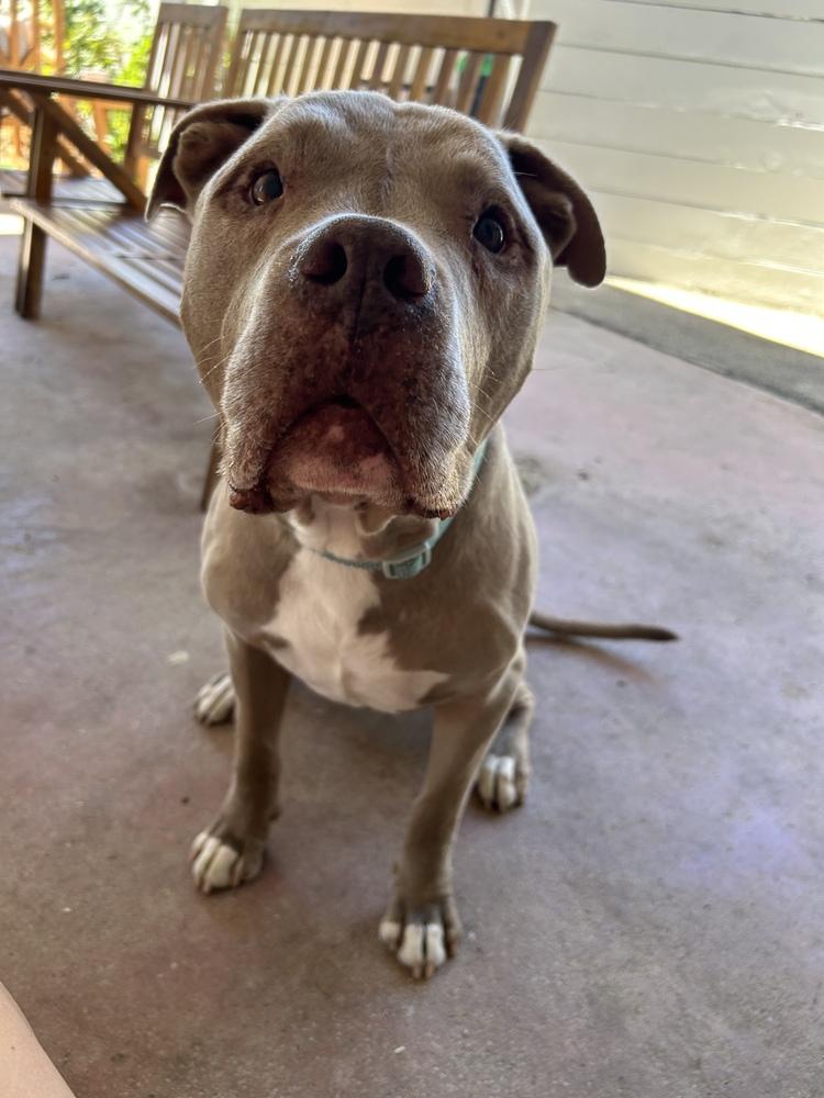 KIERAN, Adoptable, Senior Male Pit Bull Terrier.