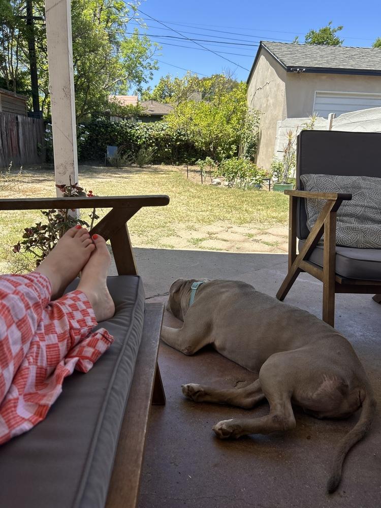 KIERAN, Adoptable, Senior Male Pit Bull Terrier.