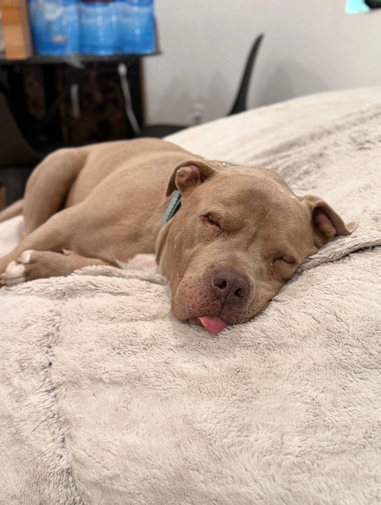 Enlarge KIERAN, a Adoptable mixed breed in Beaumont, CA image 3/6