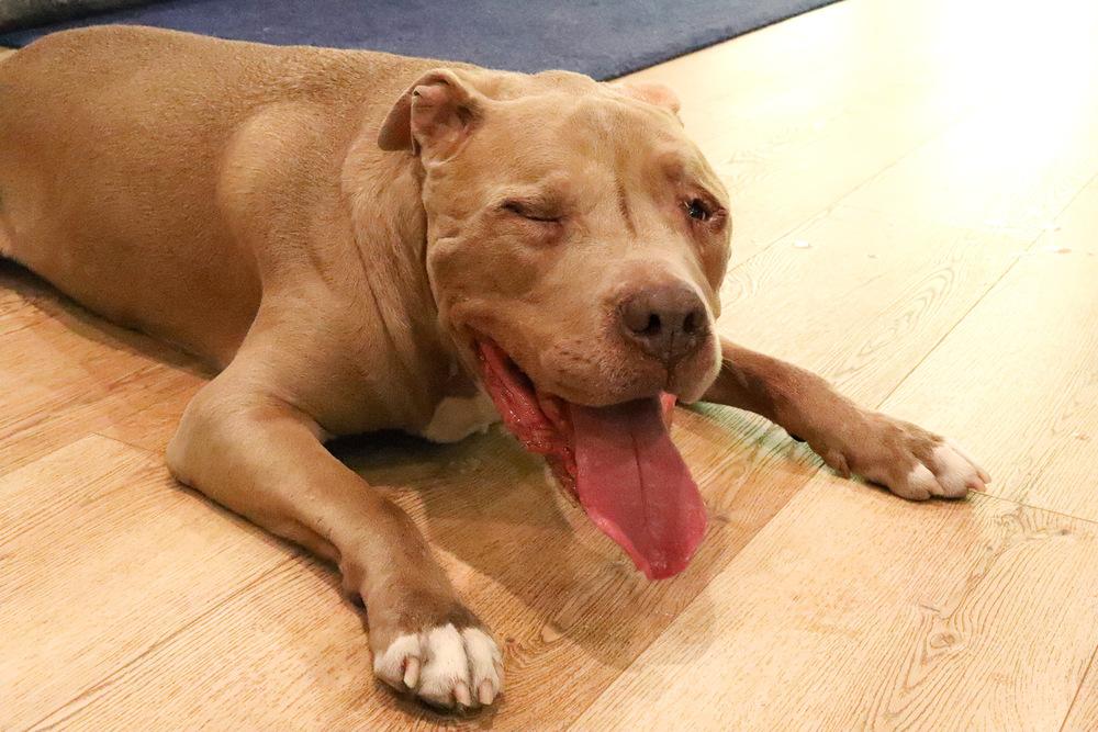 Enlarge KIERAN, a Adoptable mixed breed in Beaumont, CA image 4/6
