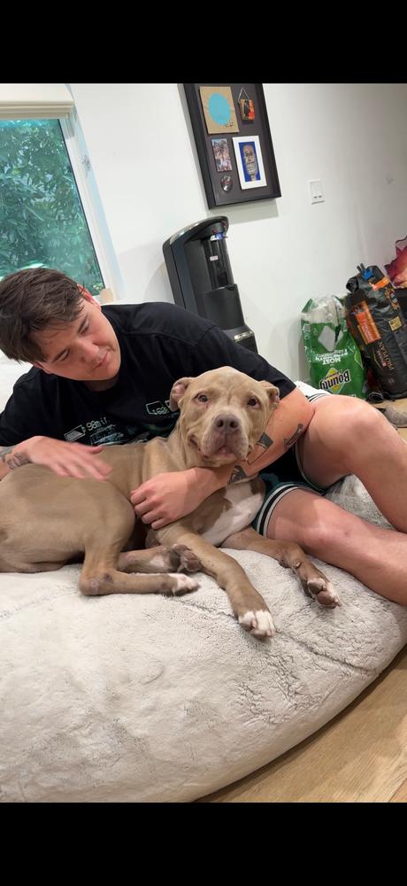 Enlarge KIERAN, a Adoptable mixed breed in Beaumont, CA image 6/6
