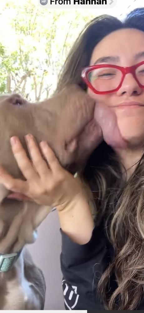 Enlarge KIERAN, a Adoptable mixed breed in Beaumont, CA image 3/4